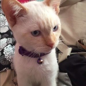 Meet your Posher, Desiree